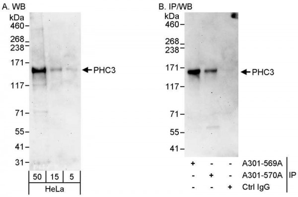 Anti-PHC3