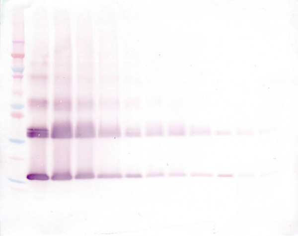 Anti-IL36 gamma (Biotin)