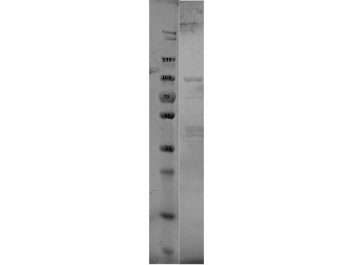 Erpd/Arp37 Control Protein