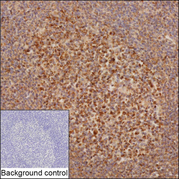 Anti-CASP8