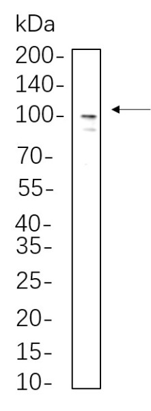 Anti-Recombinant Sodium Potassium ATPase, clone 3P9