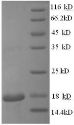 Peptidyl-prolyl cis-trans isomerase A (PPIA), human, recombinant