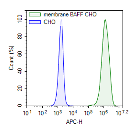 Membrane BAFF CHO Cell Line