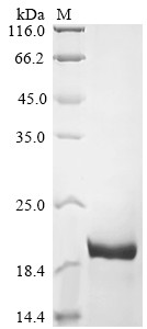 Fibroblast growth factor 2 (FGF2), bovine, recombinant