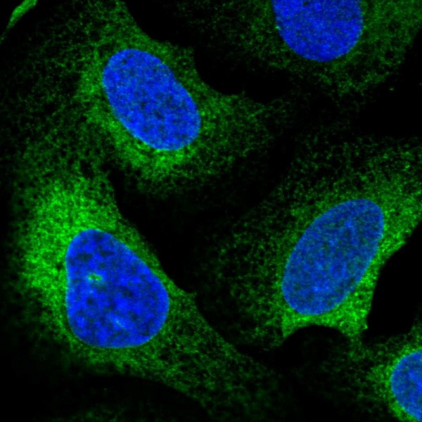 Anti-CLGN