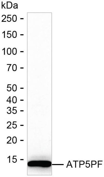 Anti-ATP5PF