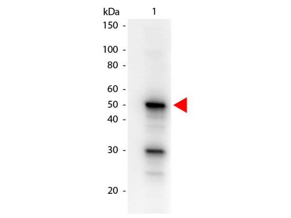 Anti-phospho-Pdcd4 (Ser457), Biotin conjugated, clone 9G6