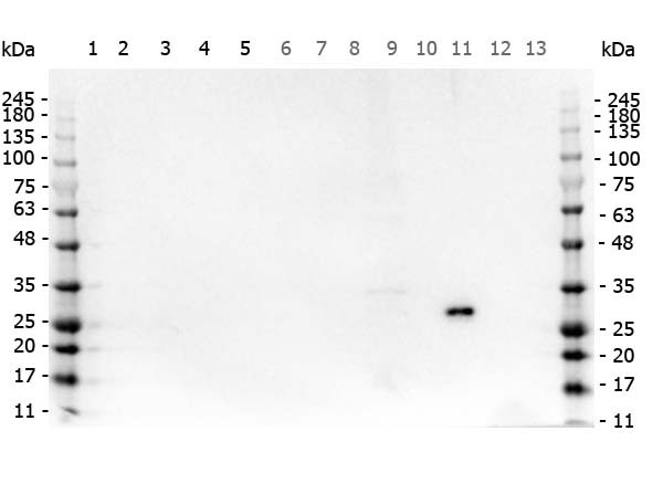 Anti-Green Fluorescent Protein (GFP)