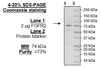 FGFR2, active human recombinant protein