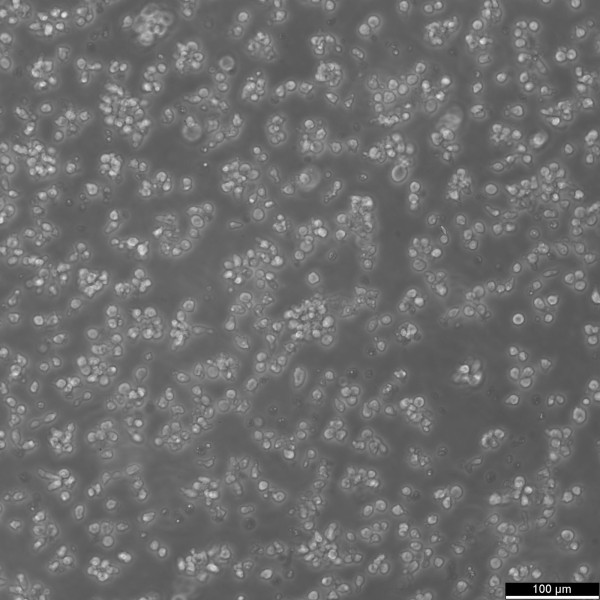 MDCC-MSB1 Cells