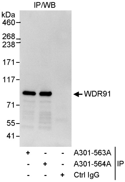 Anti-WDR91