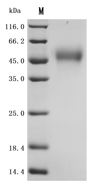 Cytokine receptor common subunit gamma (IL2RG), partial (Active), recombinant Macaca mulatta