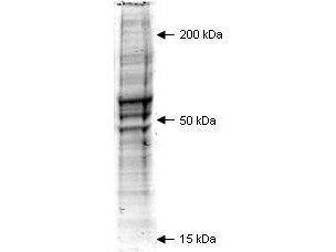 Mouse Embryonic Fibroblast Whole Cell Lysate