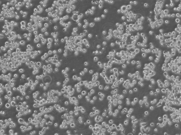 Colo-205 Cells