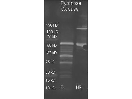 Anti-PYRANOSE OXIDASE (E.coli)