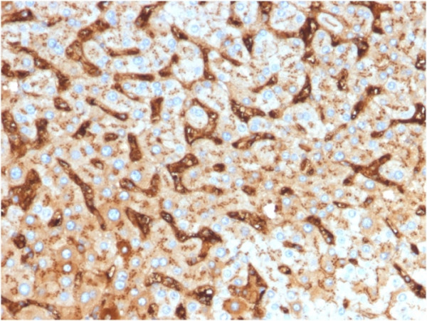 Anti-ALCAM (Activated Leukocyte Cell Adhesion Molecule) / CD166, recombinant antibody, clone rMOG/07