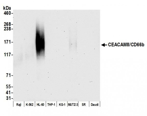 Anti-CEACAM8/CD66b Recombinant Monoclonal