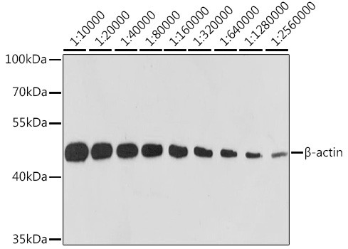 Anti-Beta Actin (CABC026)