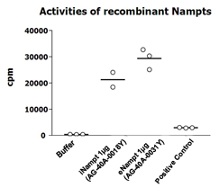 Nampt (Visfatin/PBEF) (human) (rec.)