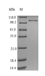 ATP synthase subunit alpha, mitochondrial (ATP5F1A), human, recombinant