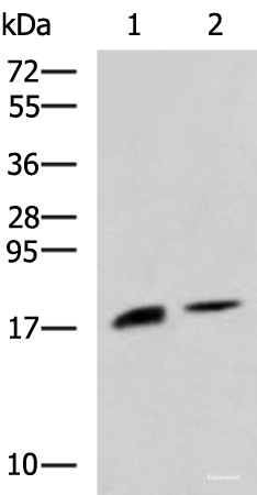 Anti-RNASE1