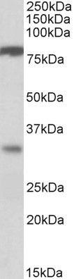 Anti-CLCA1, Internal