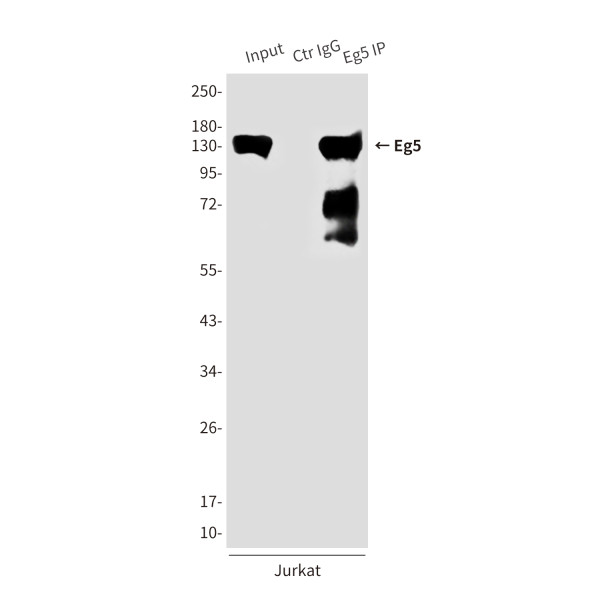 Anti-KIF11