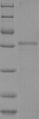 Pregnancy-associated glycoprotein 1, bovine, recombinant