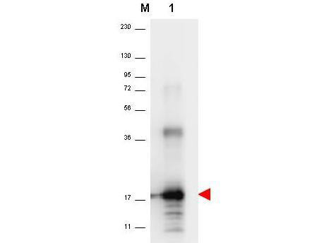 Anti-Interleukin-33 (IL-33), Biotin conjugated
