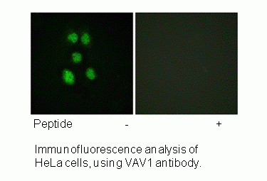 Anti-VAV1 (Ab-160)