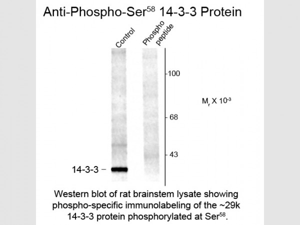 Anti-phospho-14-3-3 (Ser58)
