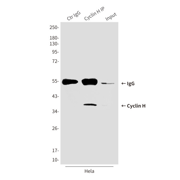 Anti-CCNH