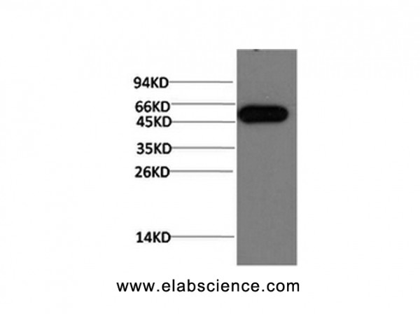 Anti-ATG5, clone 5D3
