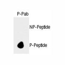Anti-phospho-Rb (Ser788)