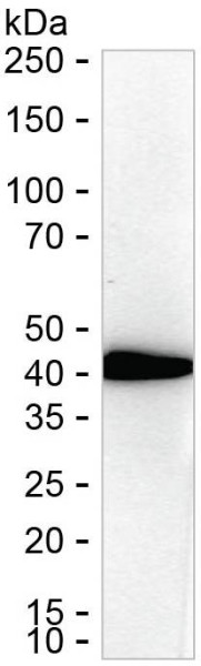 Anti-BMI1