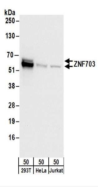 Anti-ZNF703