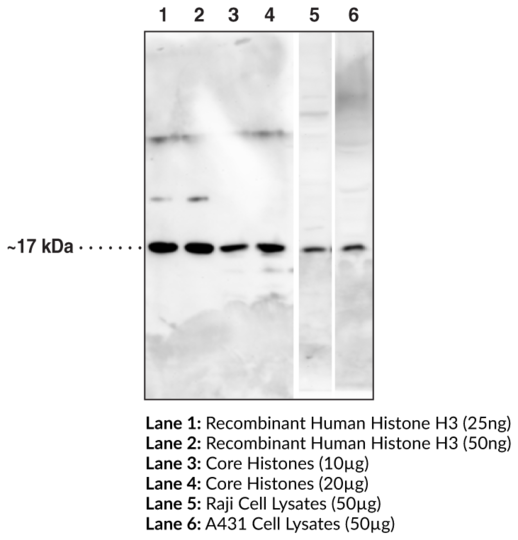 Anti-Histone H3