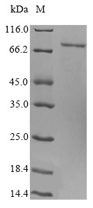 Schlafen family member 12 (SLFN12), human, recombinant