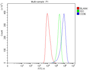 Anti-CD36 / Platelet glycoprotein 4