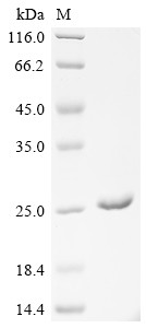 Translationally-controlled tumor protein (TPT1), human, recombinant