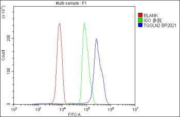 Anti-TGOLN2 / Trans-Golgi network integral membrane protein 2