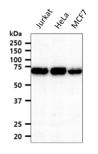 Anti-XPNPEP1, clone 9C7