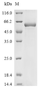 Tripartite motif-containing protein 72 (Trim72), mouse, recombinant
