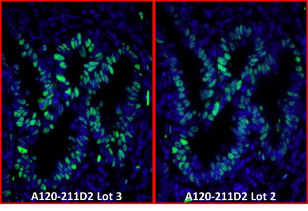 Anti-Rabbit IgG-Fc Fragment cross-adsorbed, DyLight(R) 488 conjugated
