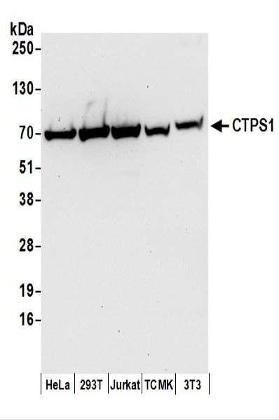 Anti-CTPS1