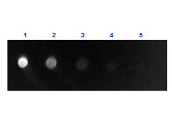 Anti-Sheep IgG F(ab&#039;)2 [Rabbit] Fluorescein conjugated