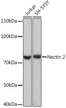 Anti-Nectin 2/CD112