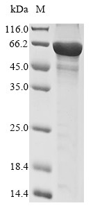 Metabotropic glutamate receptor 5 (GRM5), partial, human, recombinant