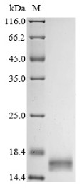 Angiogenin (Ang), mouse, recombinant