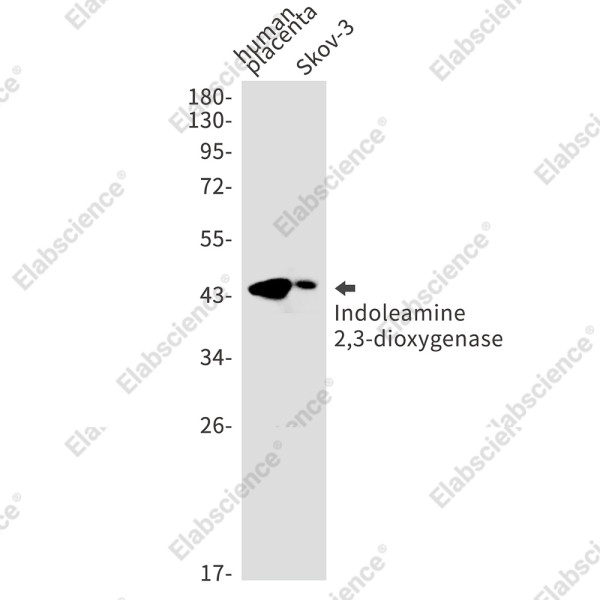 Anti-Recombinant Indoleamine 2,3-dioxygenase, clone C312863